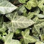 Hedera hibernicaFuelha