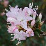 Rhododendron pubescens Flor