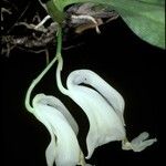 Rodriguezia candida Flor