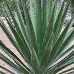 Yucca aloifolia Листок