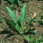 Oenothera triloba Habit