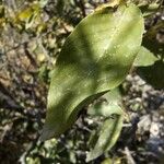 Combretum apiculatum Leaf