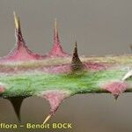 Rubus andegavensis Bark