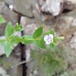 Lindernia dubia 花