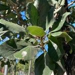 Cordia dodecandra List