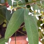 Euphorbia hypericifolia Φύλλο