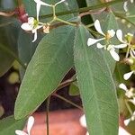 Chamaesyce hypericifolia Лист