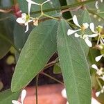 Chamaesyce hypericifolia Leaf