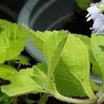 Veronica officinalis Leaf