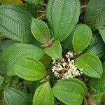 Miconia tonduzii List