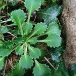 Saxifraga spathularis Blad