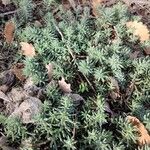 Petrosedum forsterianum Blad