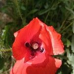 Papaver dubiumBlüte