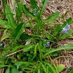 Polygala alpestris Habitus