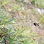 Carex gracilenta Συνήθη χαρακτηριστικά