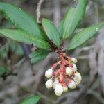 Xylococcus bicolor Çiçek