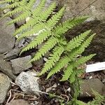 Dryopteris fragrans Folha