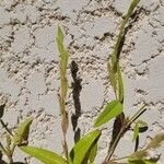 Zornia latifolia Froito