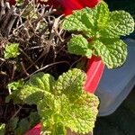 Mentha spicata Leaf