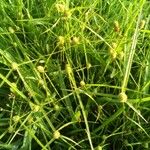 Cyperus brevifolius পাতা