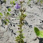 Mimulus alatus Blüte