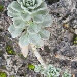 Alyssum wulfenianum Hoja