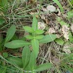 Knautia dipsacifolia Лист