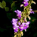 Macropsychanthus comosus Flower