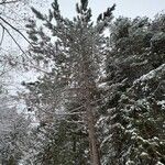 Picea rubens Кора