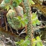 Polystichum braunii Лист