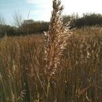 Phragmites australisЛист