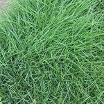 Zoysia matrella 葉