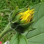 Helianthus petiolaris Flower