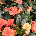 Impatiens walleriana Blomst