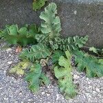 Verbascum sinuatum 整株植物