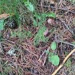 Seseli peucedanoides Hoja