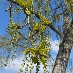 Populus balsamifera Yaprak