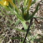 Lithospermum incisum Staniste