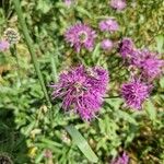 Centaurea scabiosaFlower