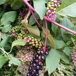 Phytolacca bogotensisFruit