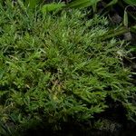 Eragrostis hypnoides Habitus