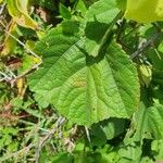 Hibiscus calyphyllus 叶