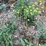 Bupleurum ranunculoides Habit