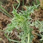 Scolymus hispanicus Feuille