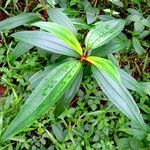 Melastoma malabathricum Leaf