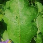 Solanum subinerme Leaf