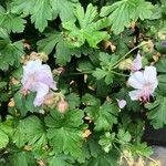 Geranium macrorrhizumКвітка