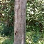 Roystonea regia Casca