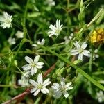 Stellaria graminea Цвят