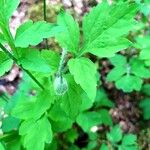 Meconopsis cambrica Folha